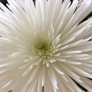 Meet your Posher, Beverly